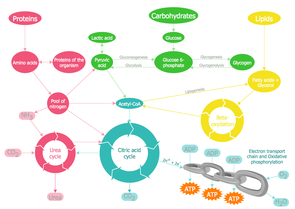 Biology Illustration – Biochemical Pathway Map Key Metabolic Processes