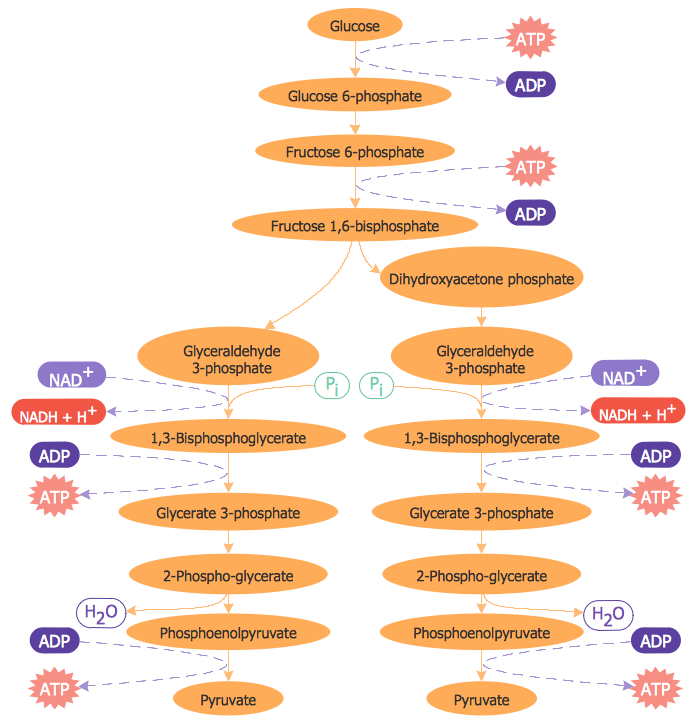 Biology Drawing – Glycolysis Overview