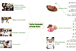 A mindmap illustrating a new restaurant Twitter campaign