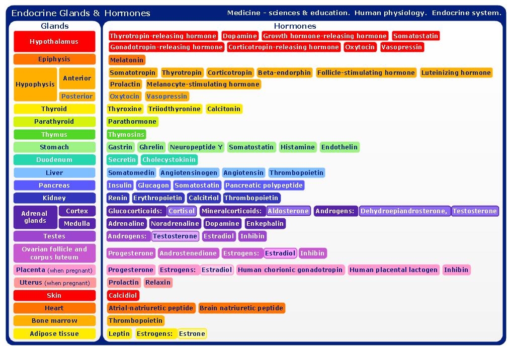 Hormones as related to Endocrine System (Hormones) - Pictures
