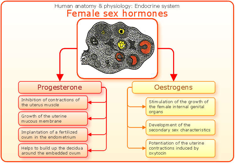 What Are The Female Sex Hormones 52