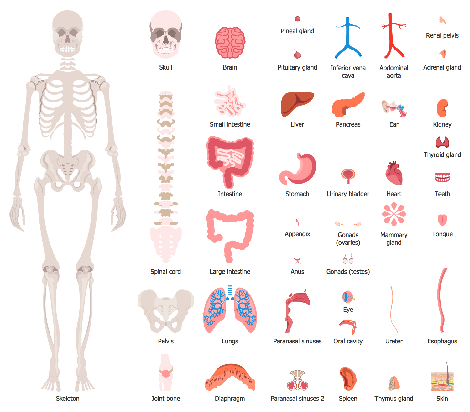 New Human Anatomy Solution for ConceptDraw PRO Added to Solution Park Image