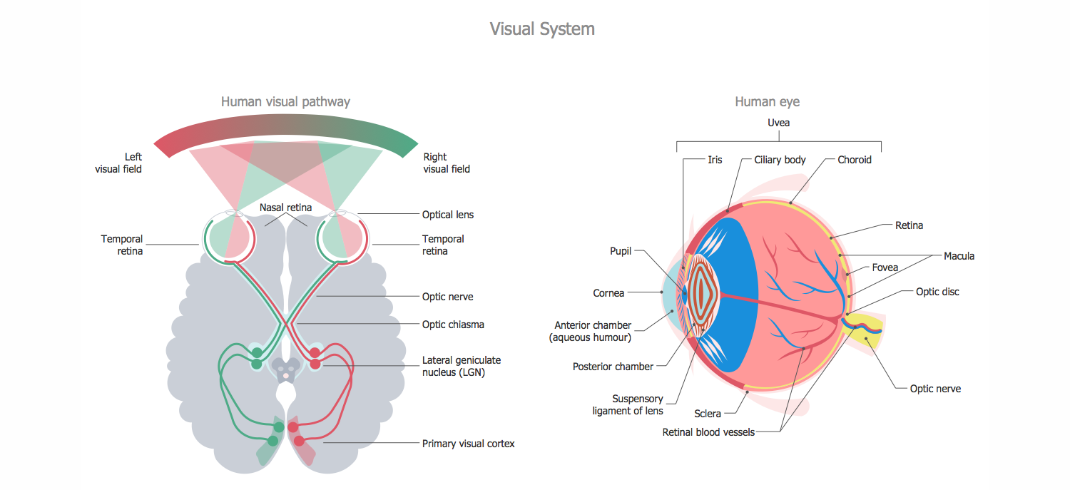 Human Anatomy — Visual System
