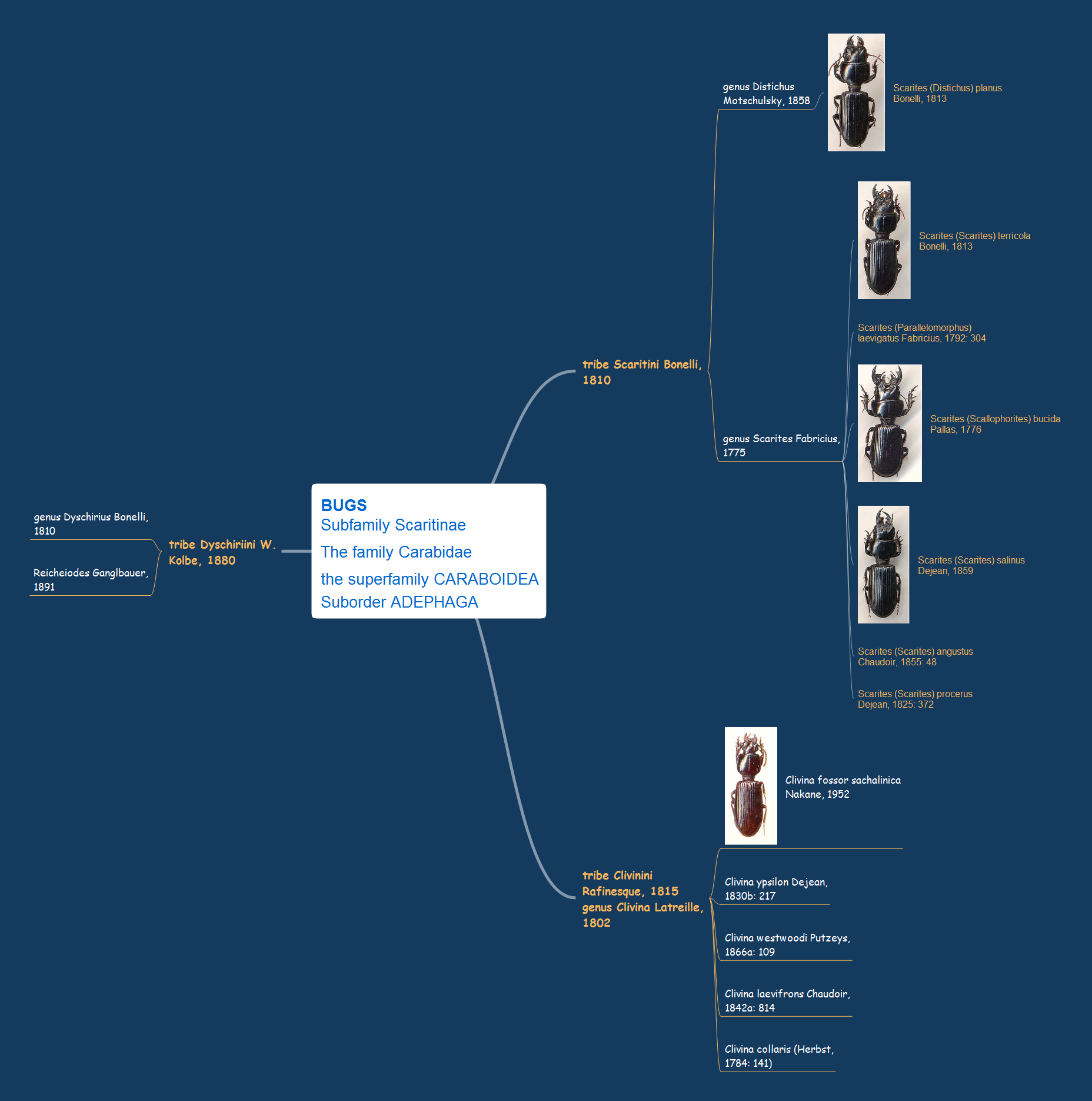 Mind map example - Bugs subfamily Scaritinae - ConceptDraw solution Remote Presentation for Skype