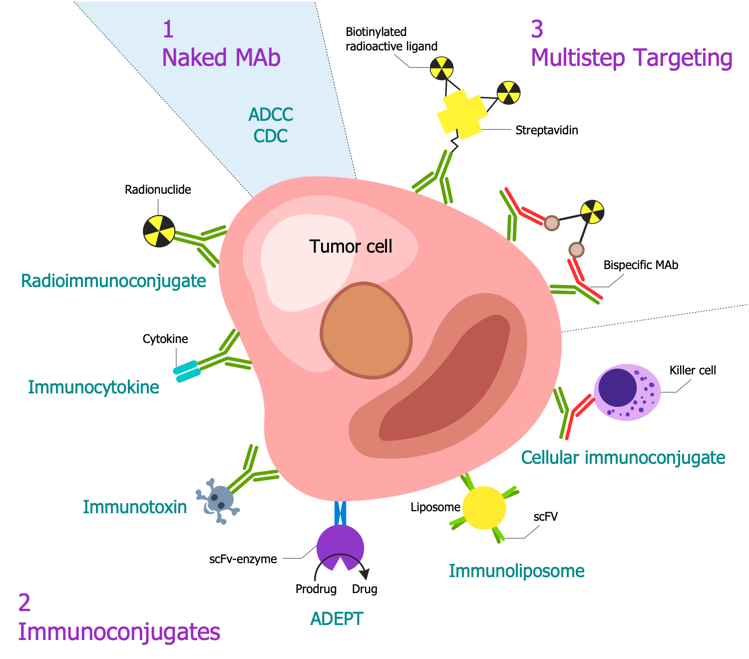 Immunology Illustrations - Monoclonal Antibodies for Cancer