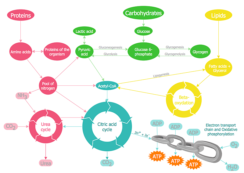 Metabolism Diagram