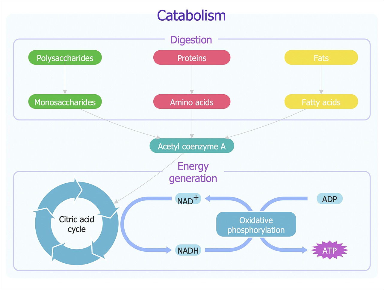 How to Draw Biology Diagram