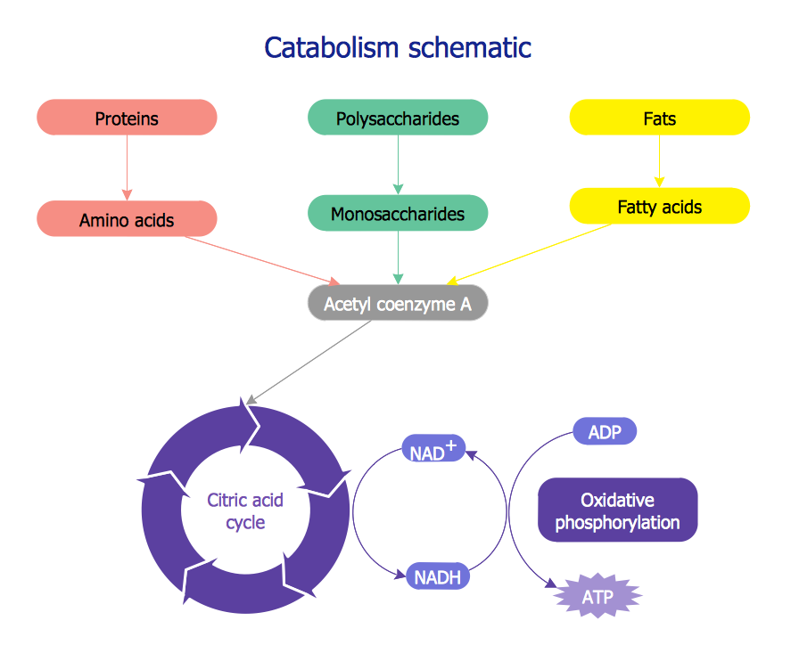 Biology Drawing – Catabolism Schematic