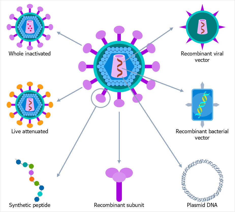 Creating  Immunology Graphics with ConceptDraw DIAGRAM