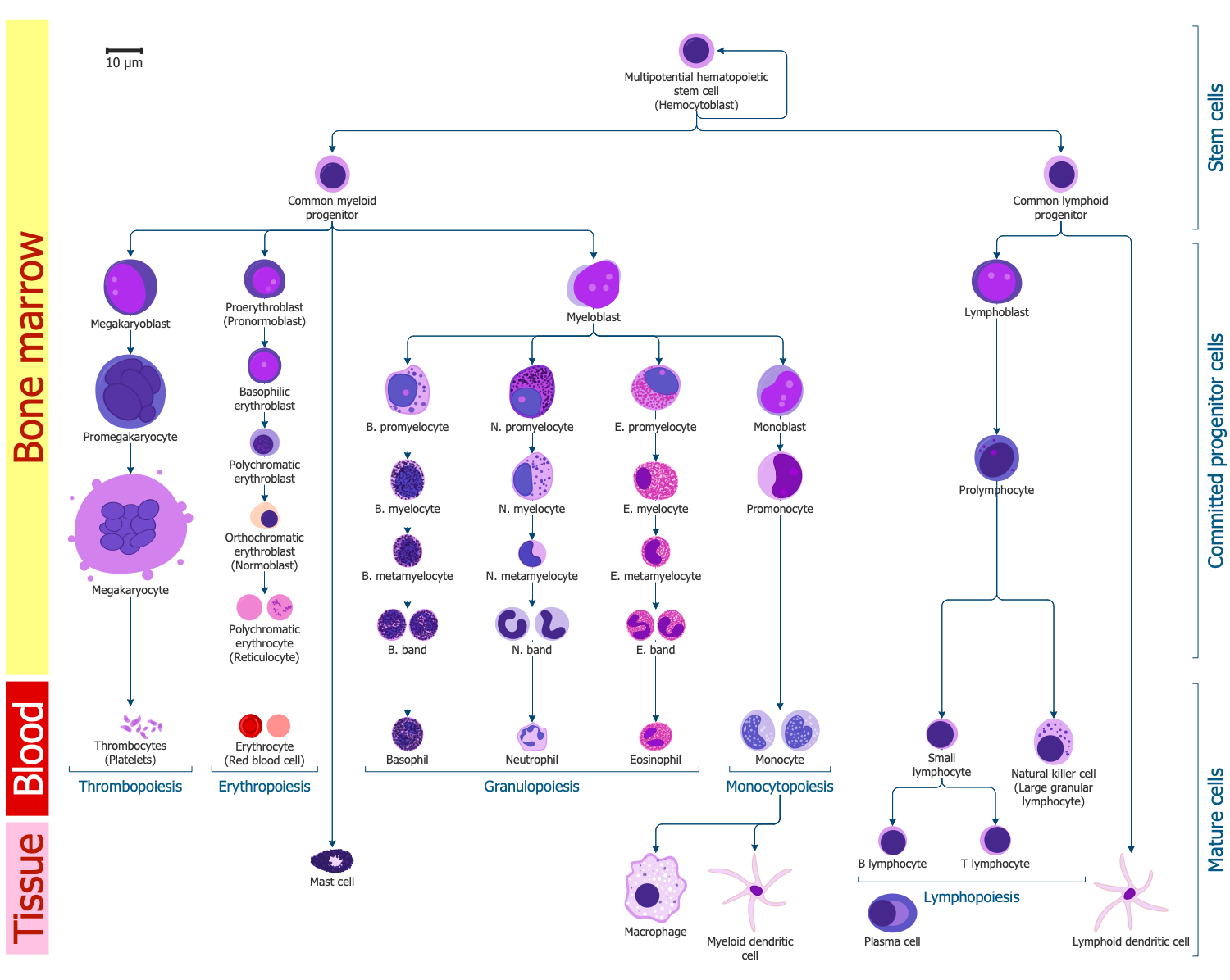 Immunology Illustration - Hematopoiesis