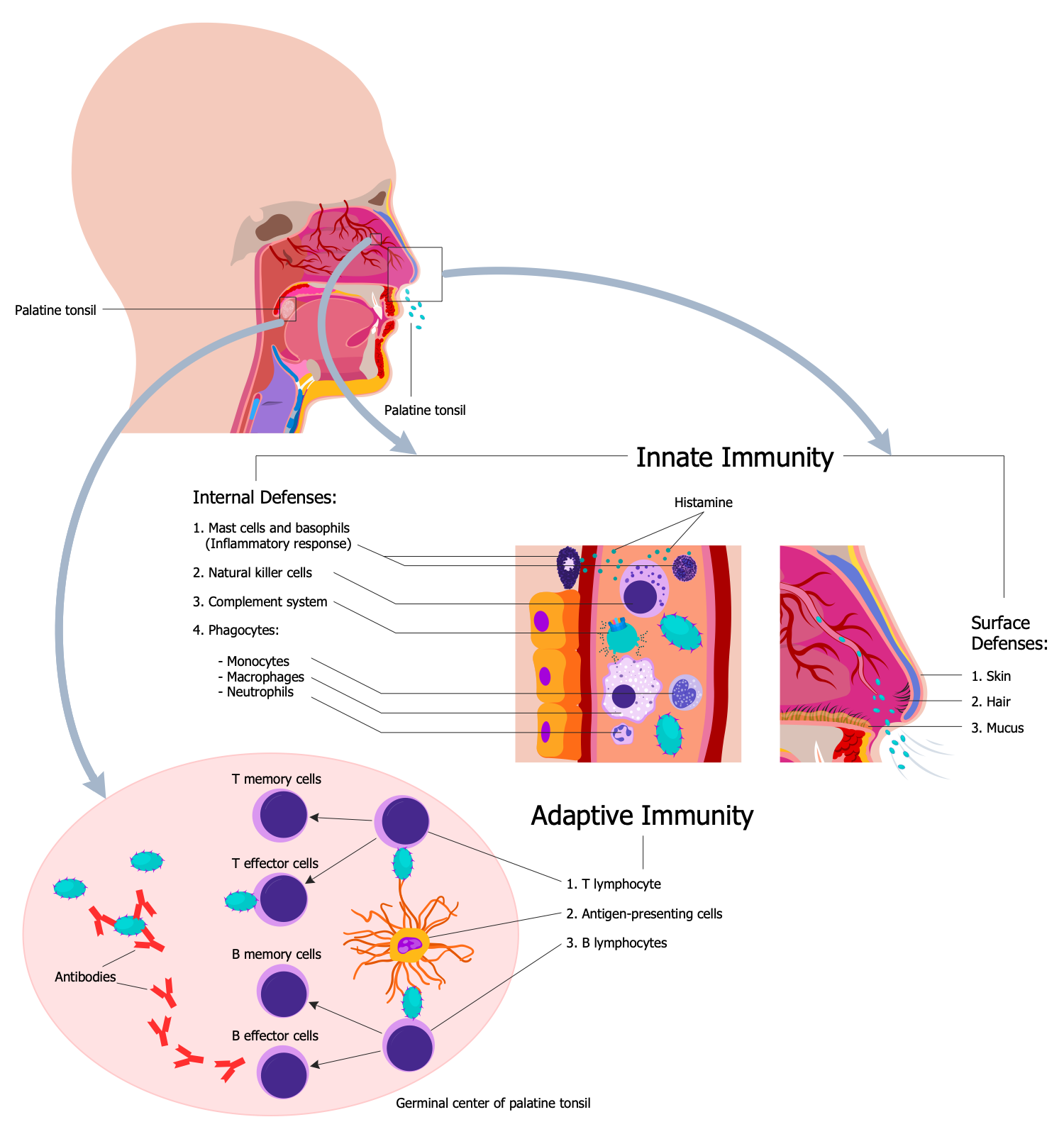 Immunology Illustration - Innate and Adaptive Immunity