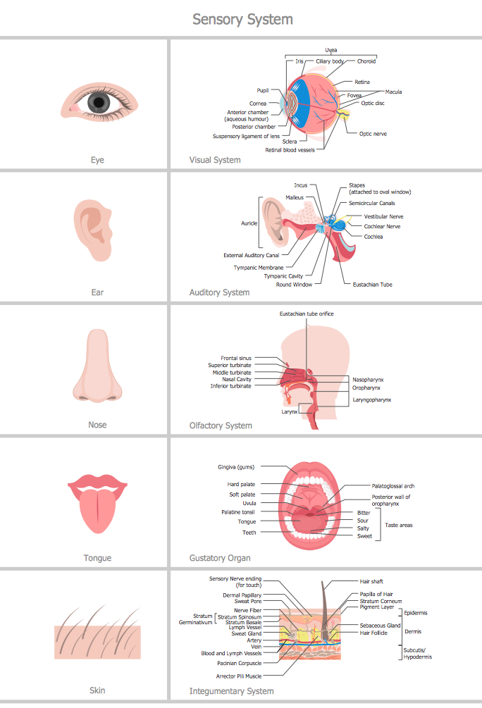 How to Make a Medical Illustration