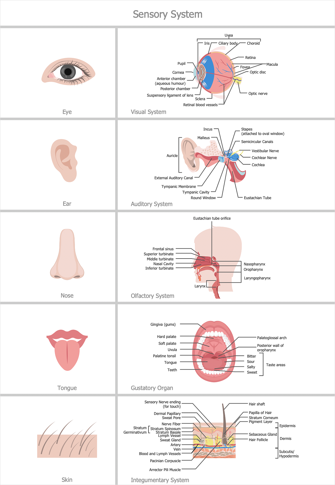 How to Make Medical Illustrations