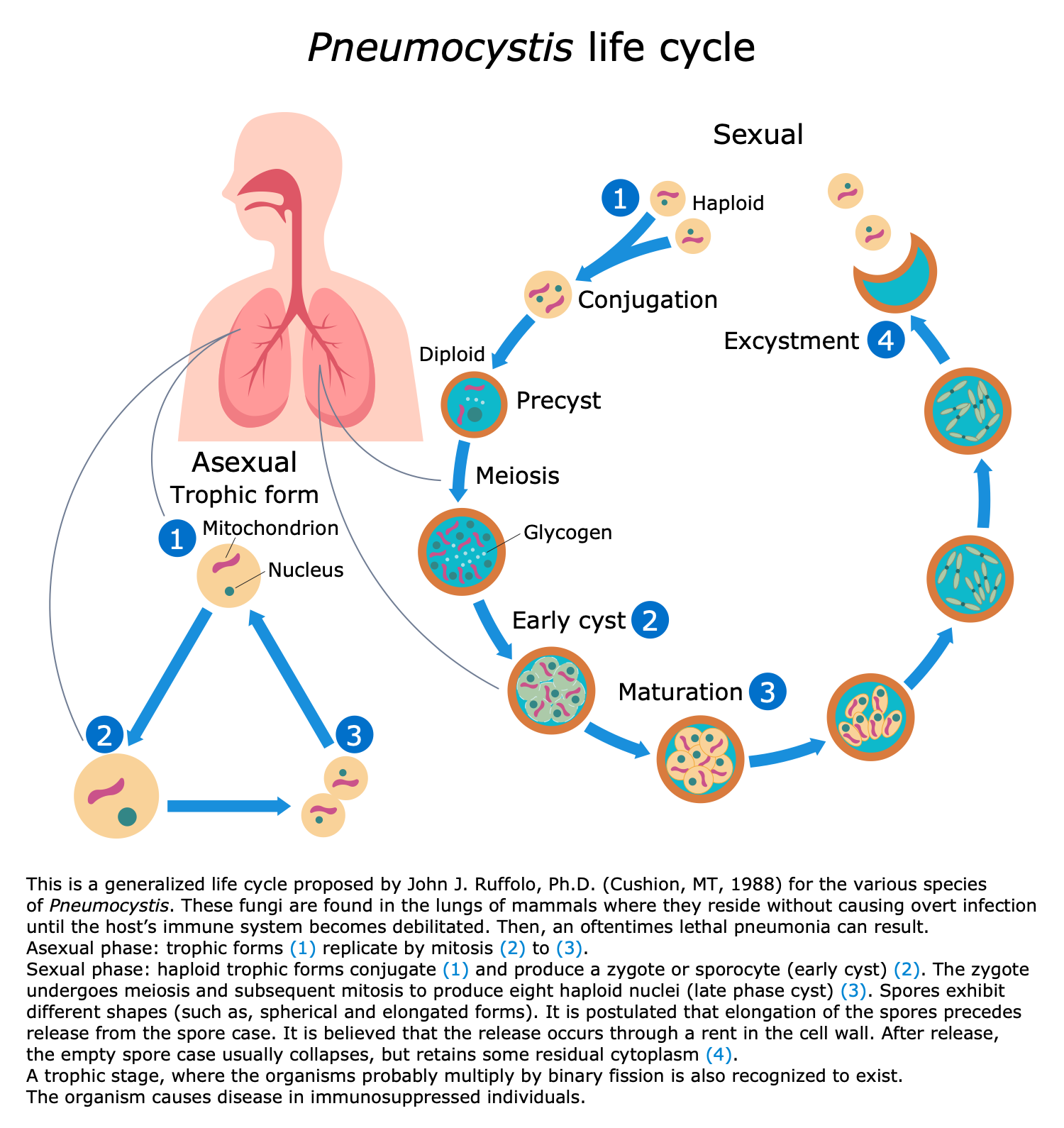 Medical Mycology Infographic - Pneumocystis Life Cycle