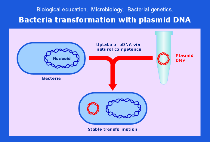 ConceptDraw Samples | Science and education — Biology diagram of transformation 