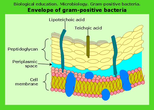 ConceptDraw Samples | Science and education — Biology