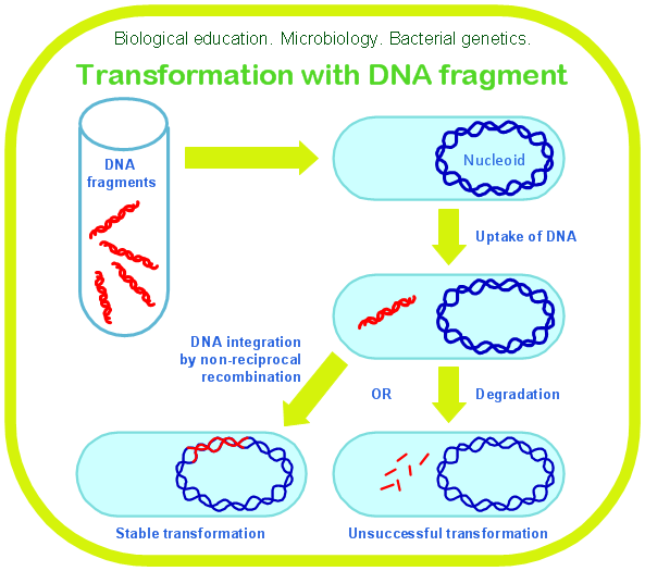 ConceptDraw Samples | Science and education — Biology diagram of transformation 