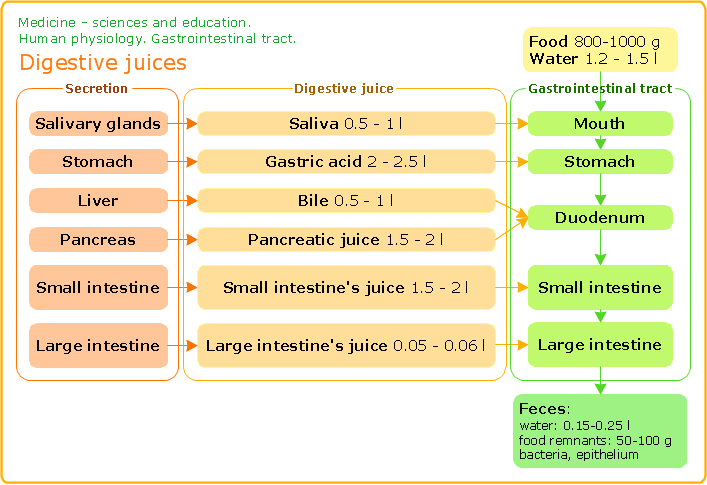 ConceptDraw Samples | Science and education — Medicine
