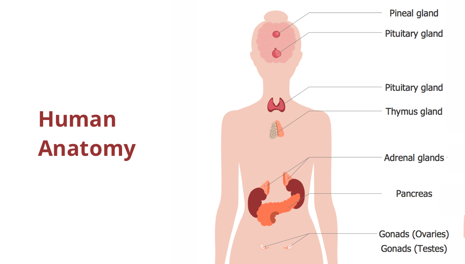 male body organ diagram