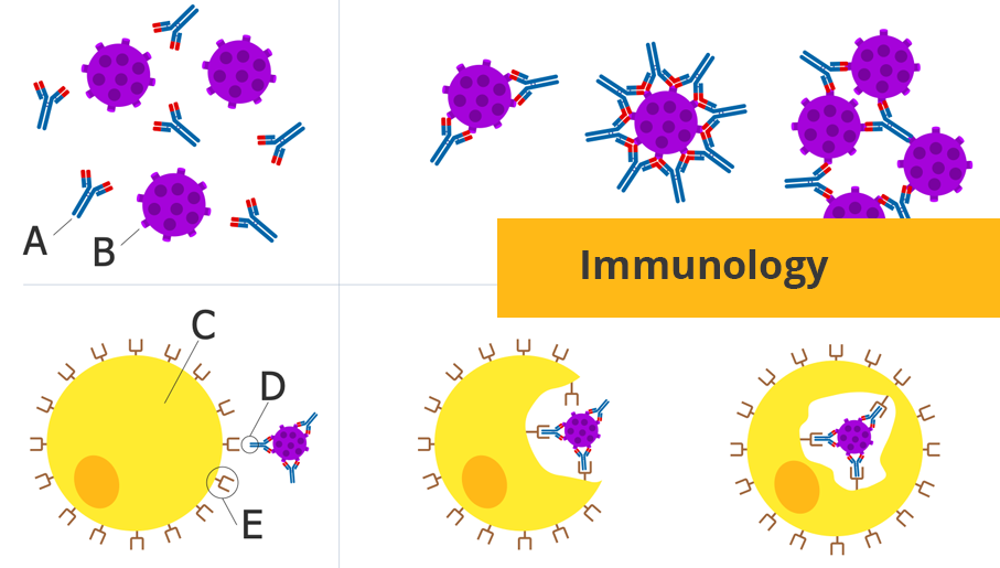 vaccination, immune system, antibody, immunization, immune booster, immunology, pathogens