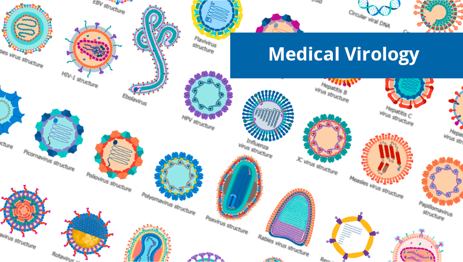 infection, herd immunity, vaccines, immunization, immunity, infectious diseases, viral infection, viruses, health science