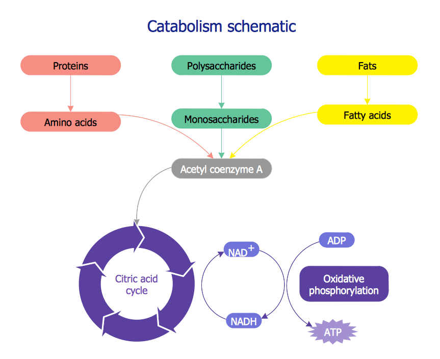 Biology Drawing - Catabolism Schematic