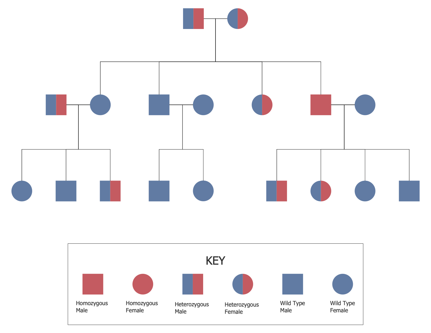 In Autosomal Dominant Inheritance Jsp Id