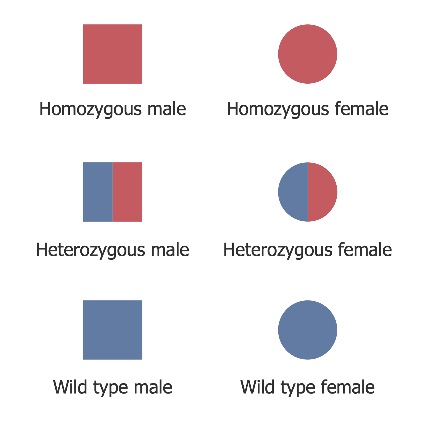 Pedigree Chart Designer