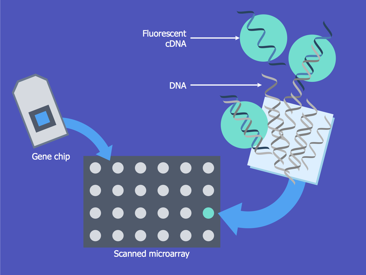 Microarray Comparative Genomic Hybridisation