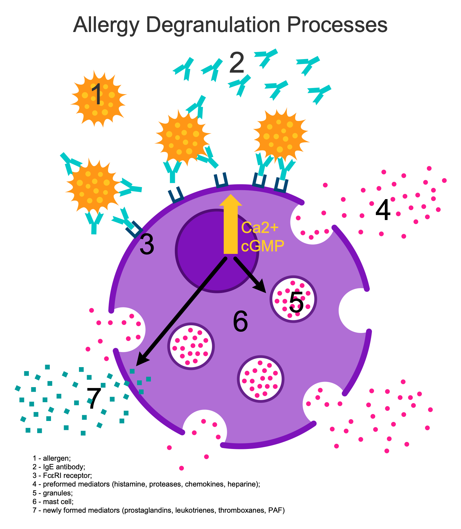 Degranulation Processes