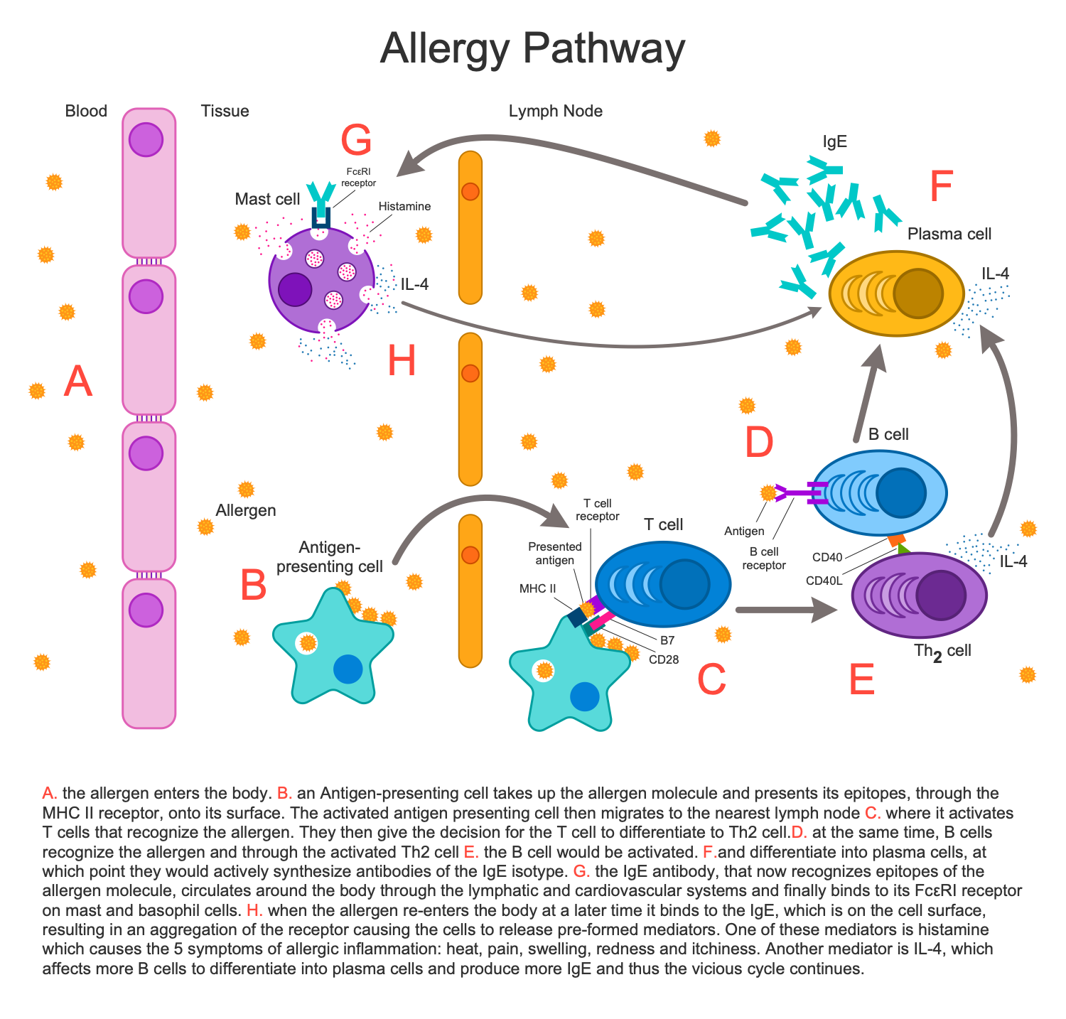 Allergy Pathway