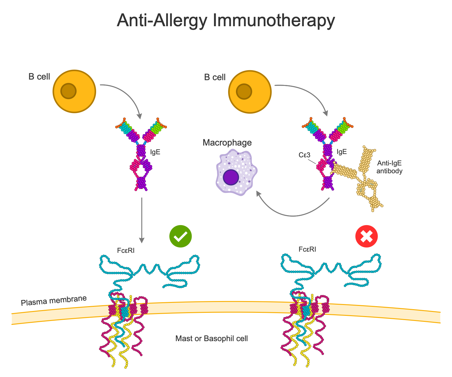 Anti Allergy Immunotherapy