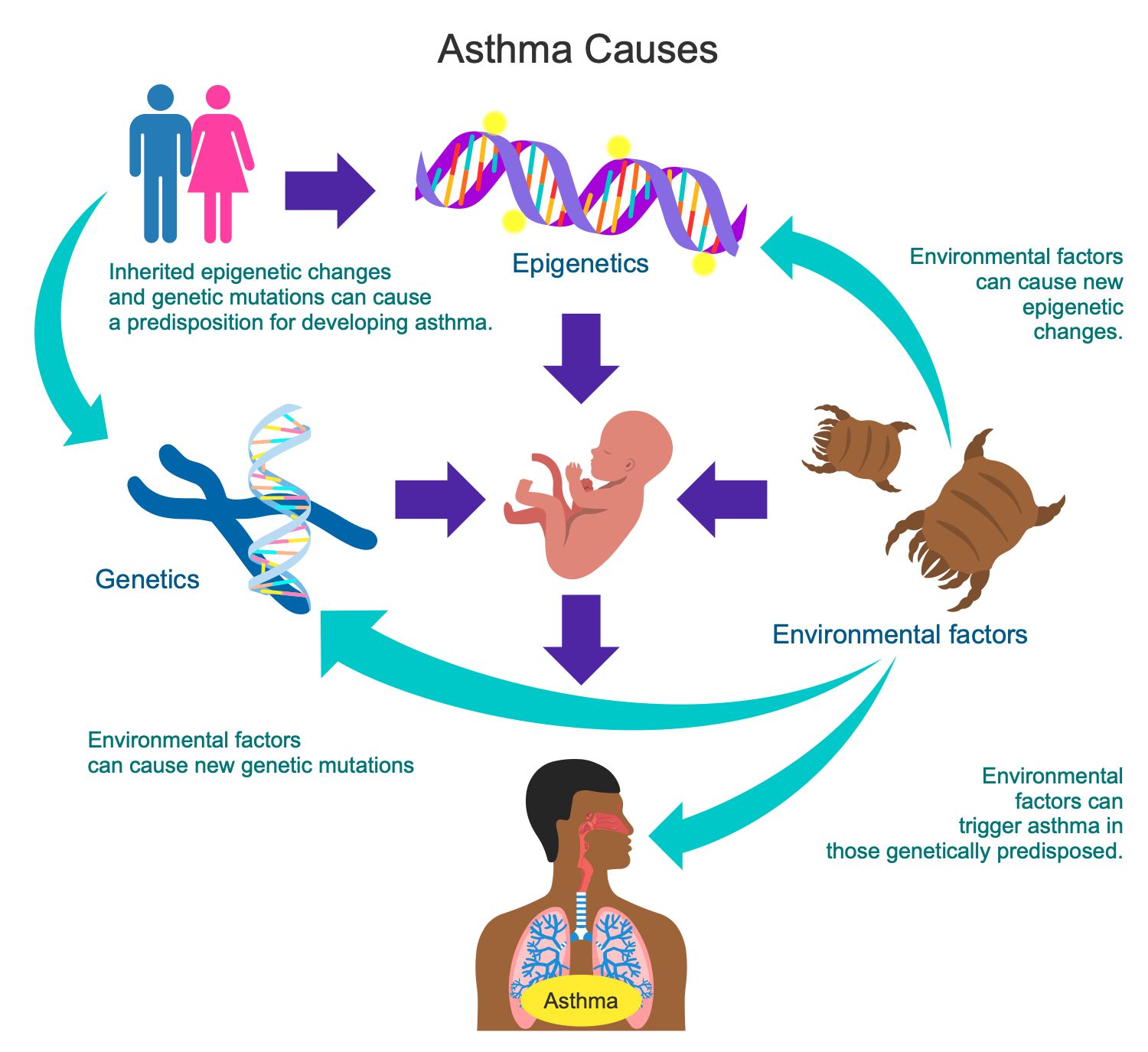 Asthma Causes