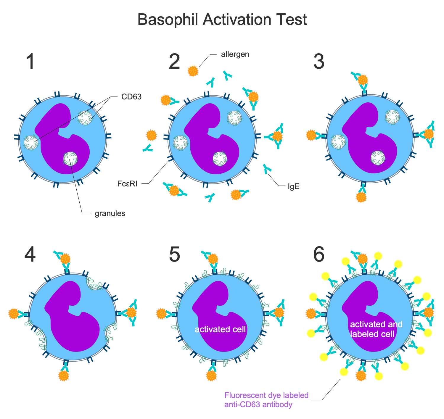 Basophil Activation Test