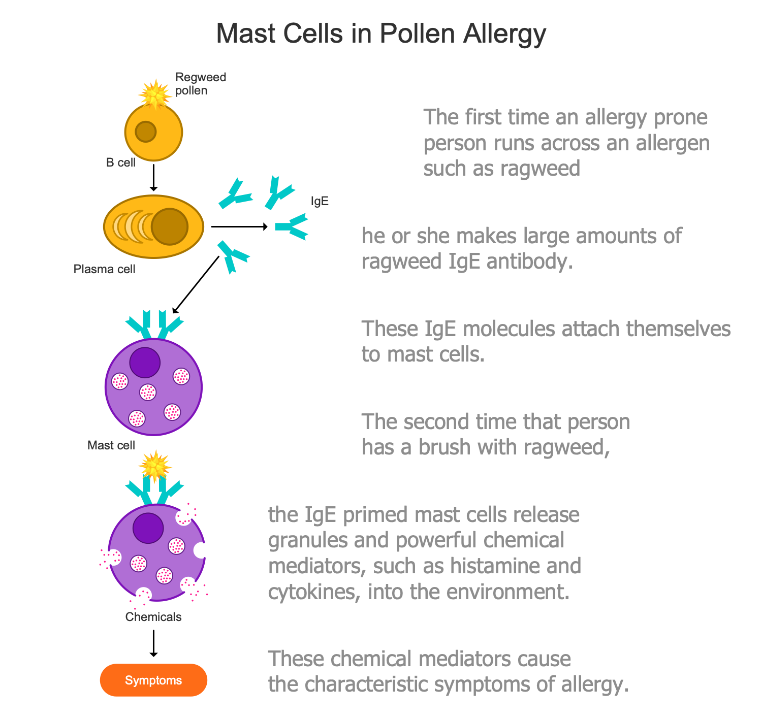 Mast Cells in Pollen Allergy