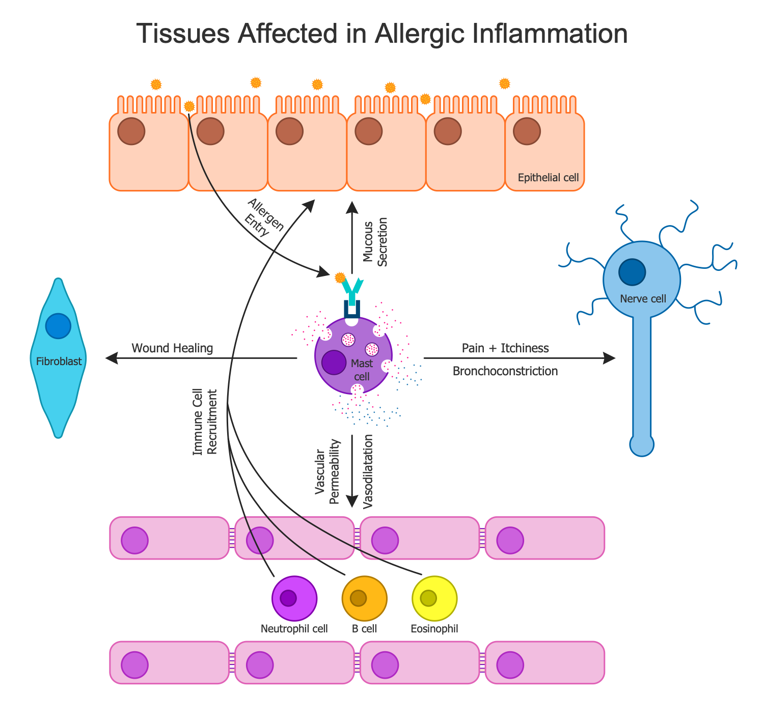 Tissues Affected in Allergic Inflammation
