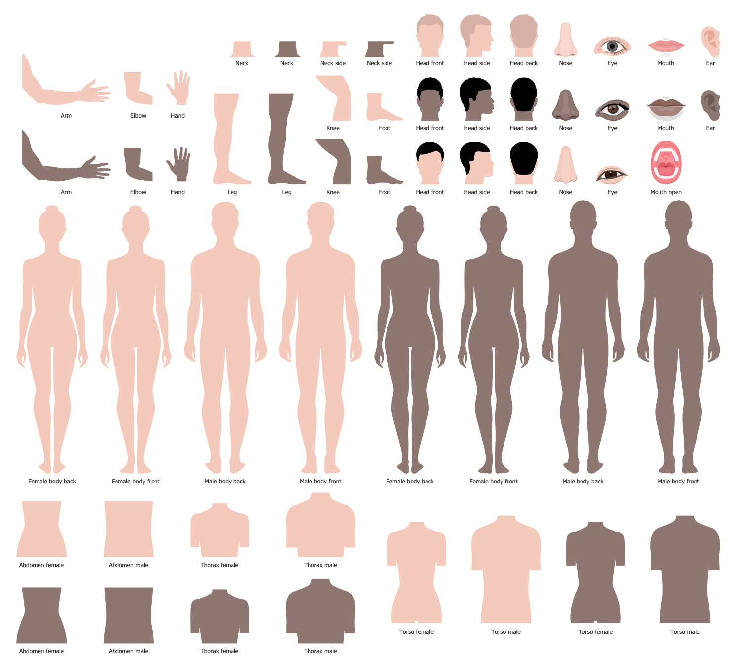 Human Anatomy Solution | ConceptDraw.com