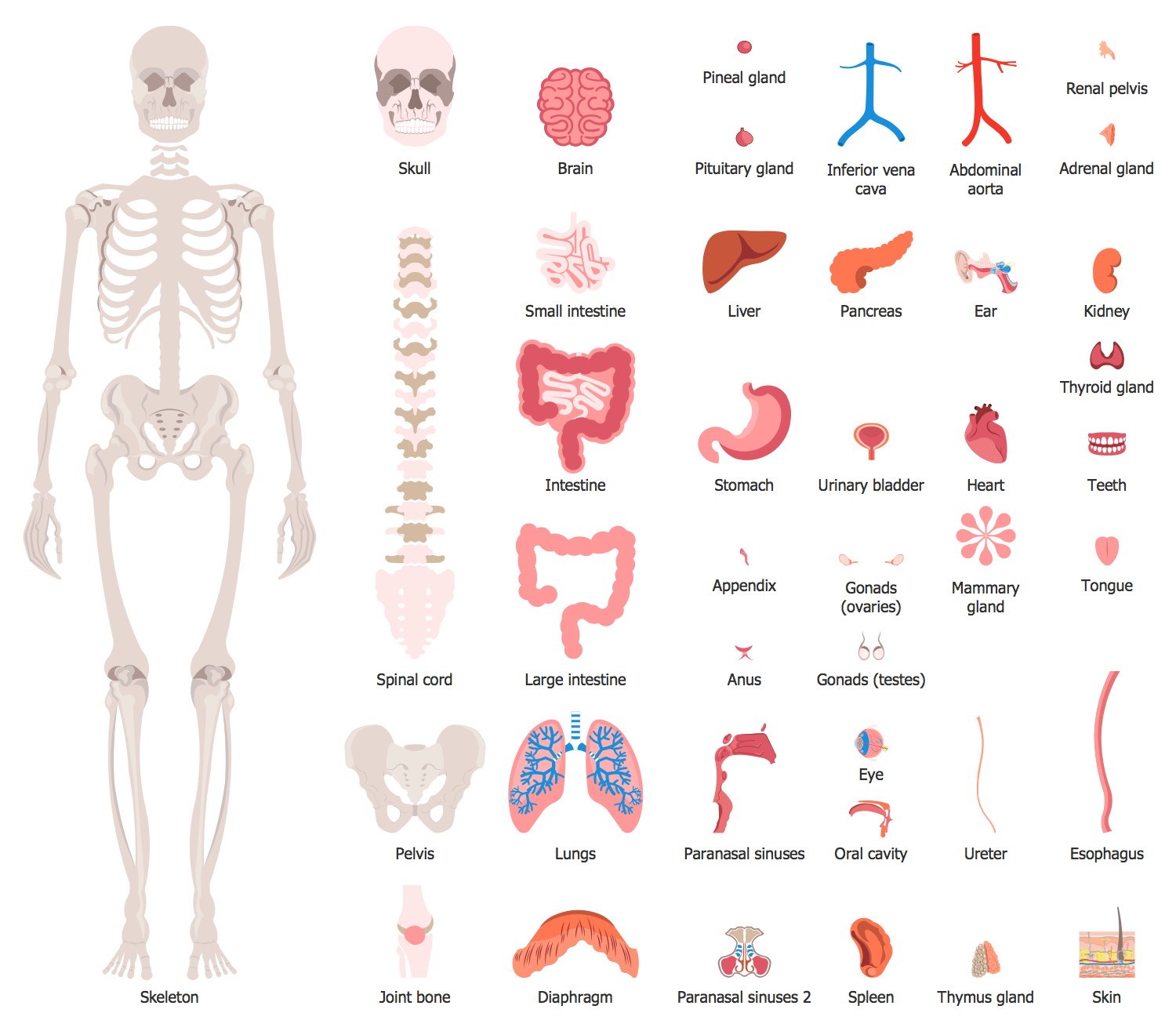 skeletal torso anatomy