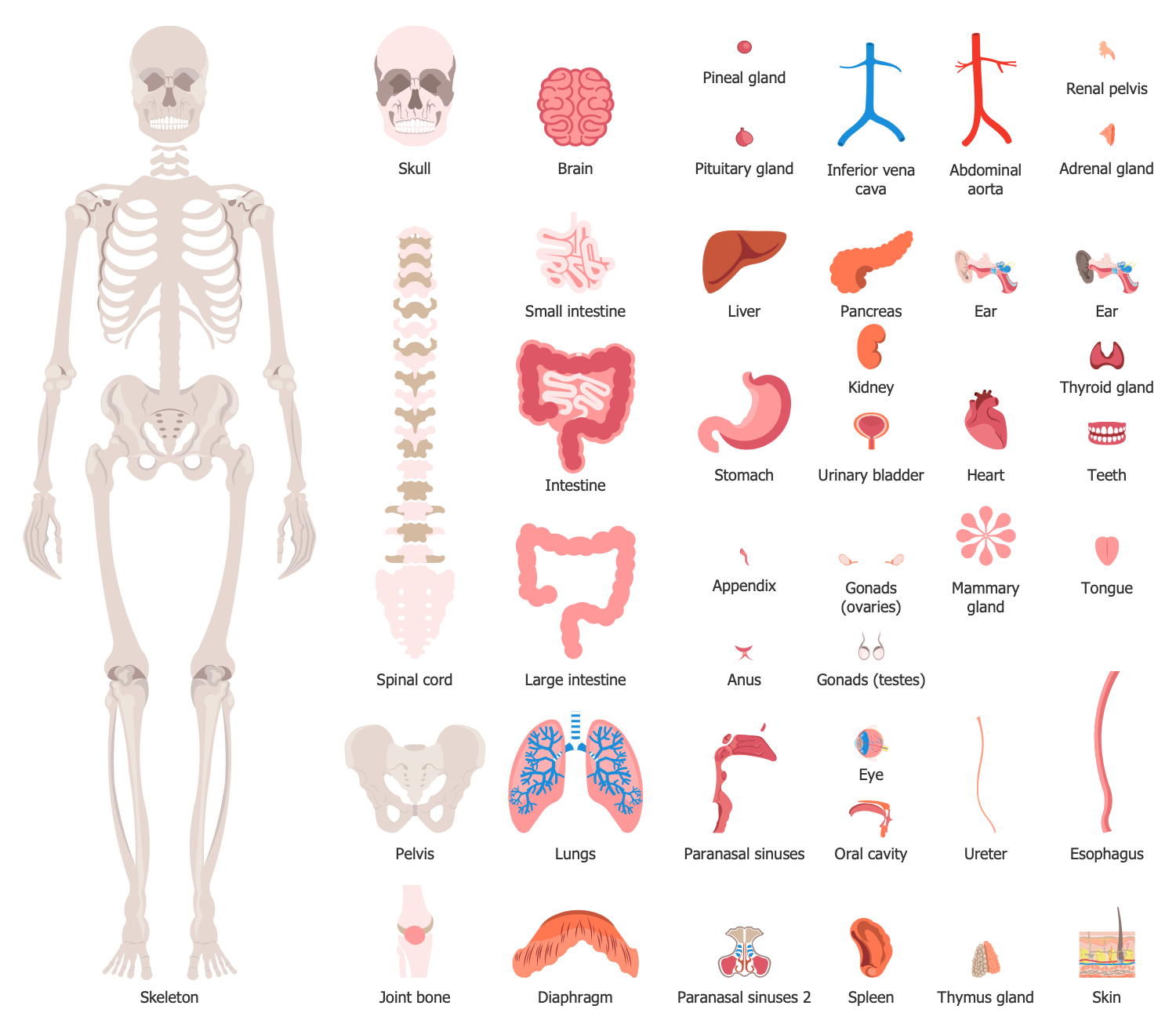 Design Elements — Human Organs