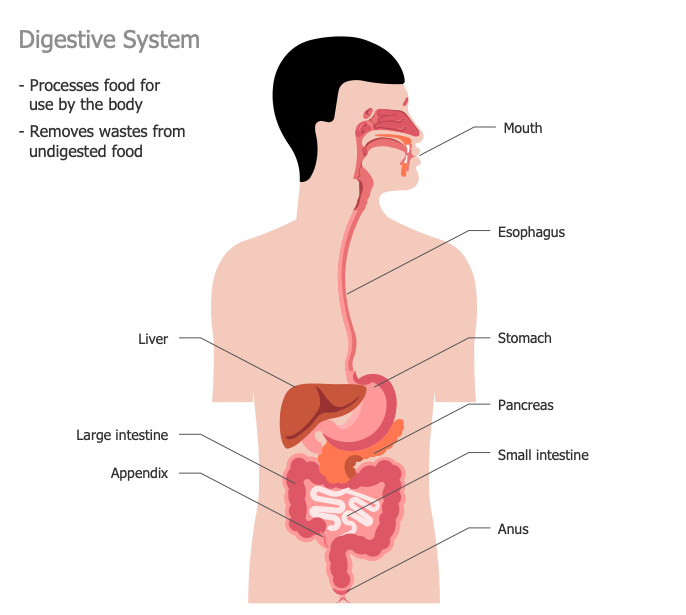 Human Anatomy - Digestive System