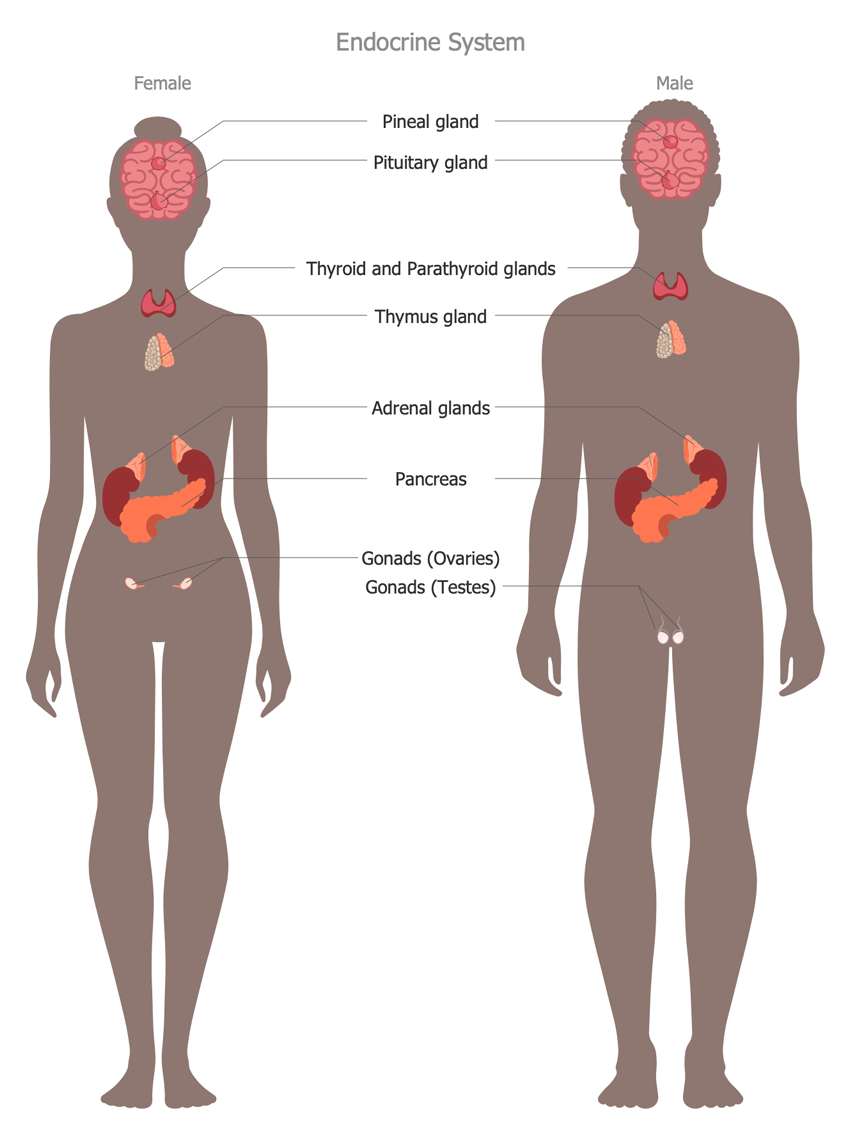 Human Anatomy — Endocrine-System