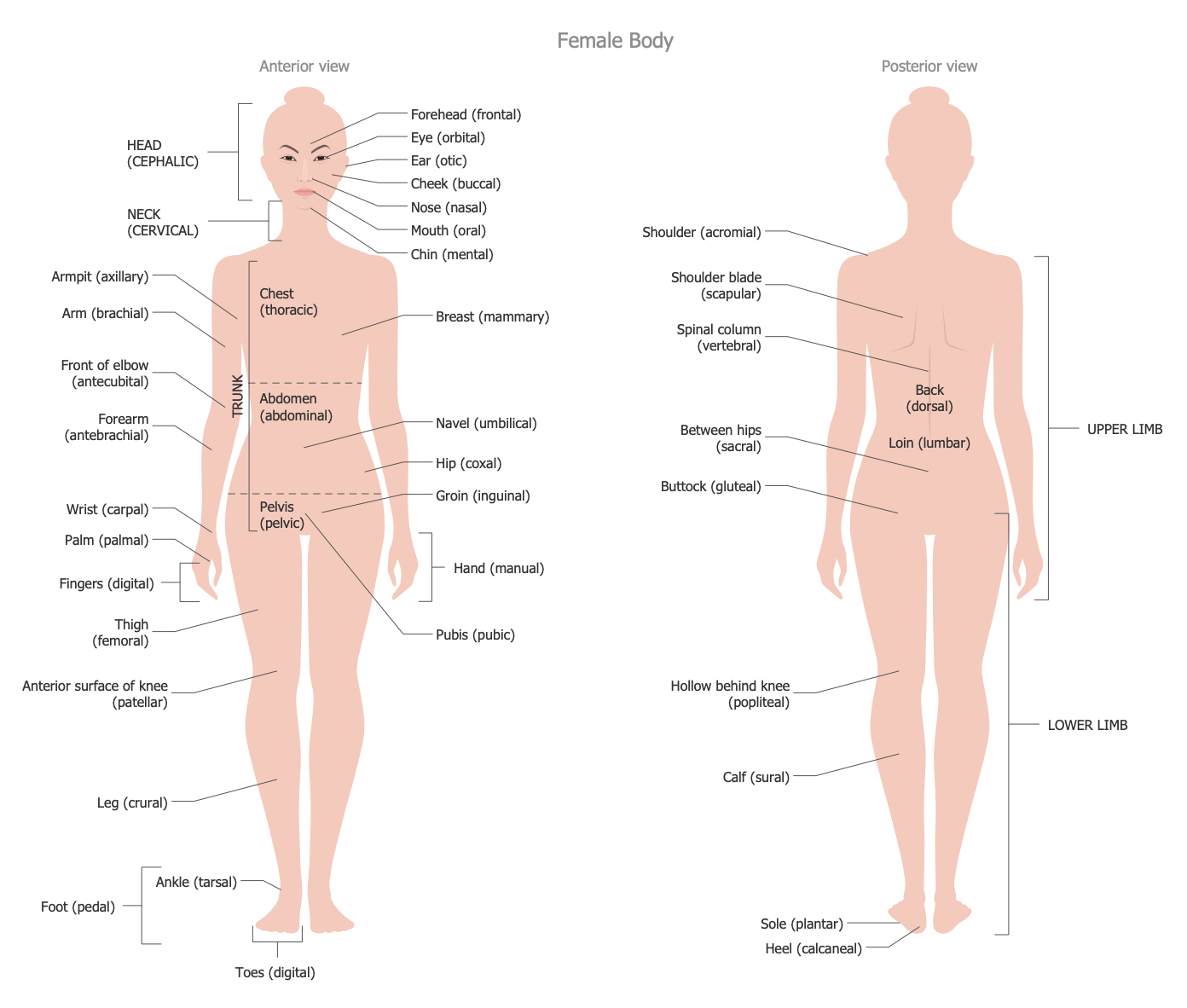 Human Anatomy — Female Body