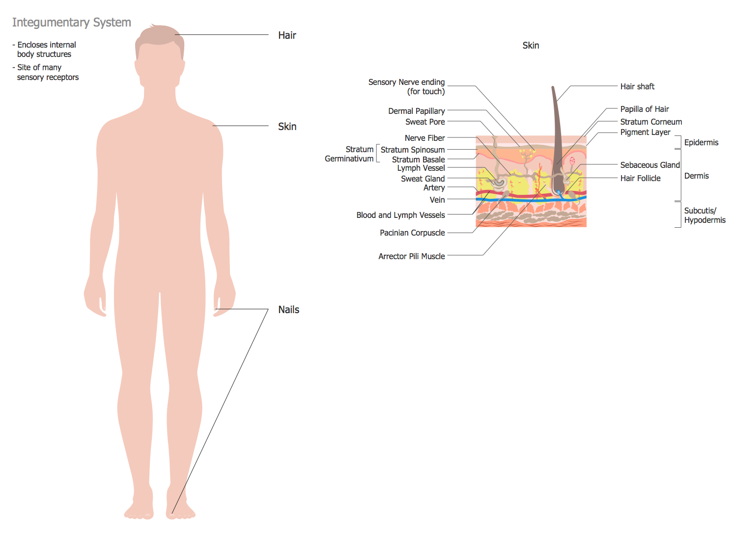 Integumentary System Flow Chart