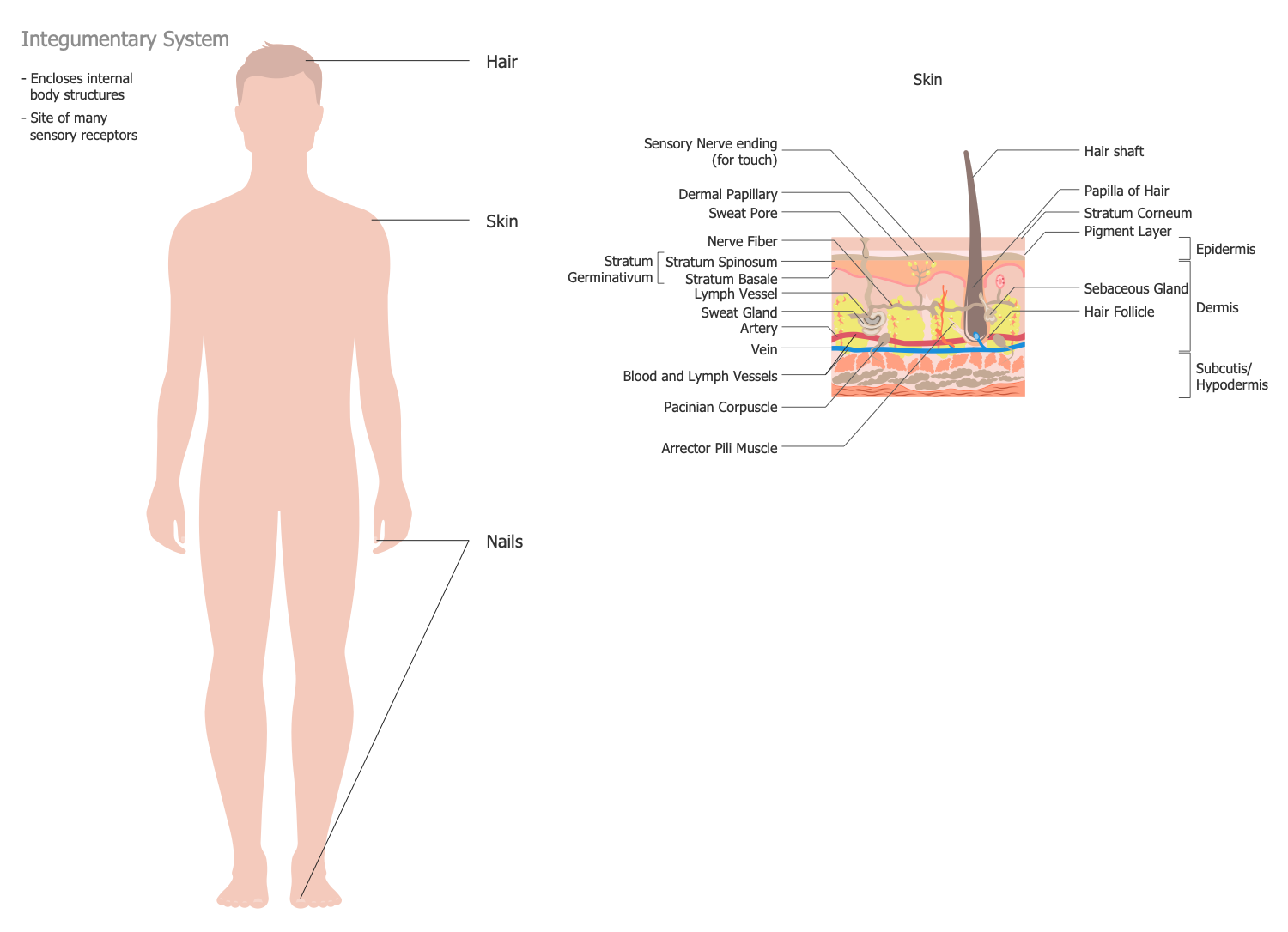 Human Anatomy — Integumentary System