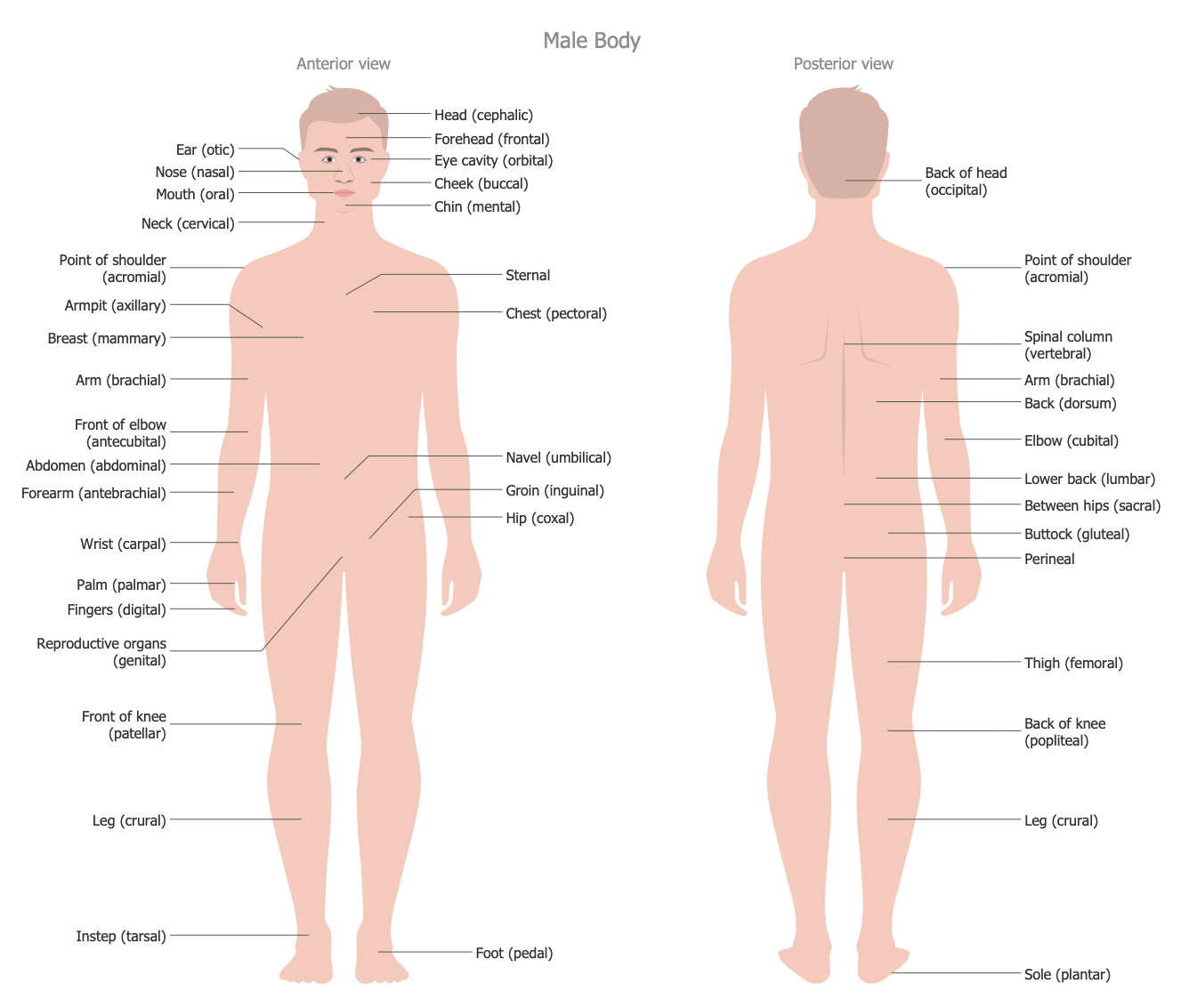 Human Anatomy — Male Body