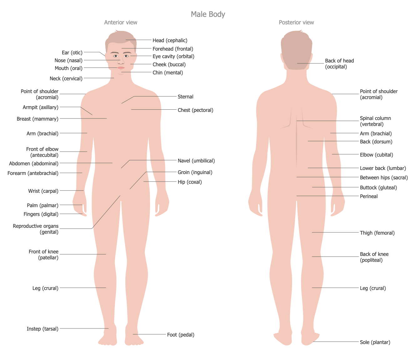 male body organ diagram