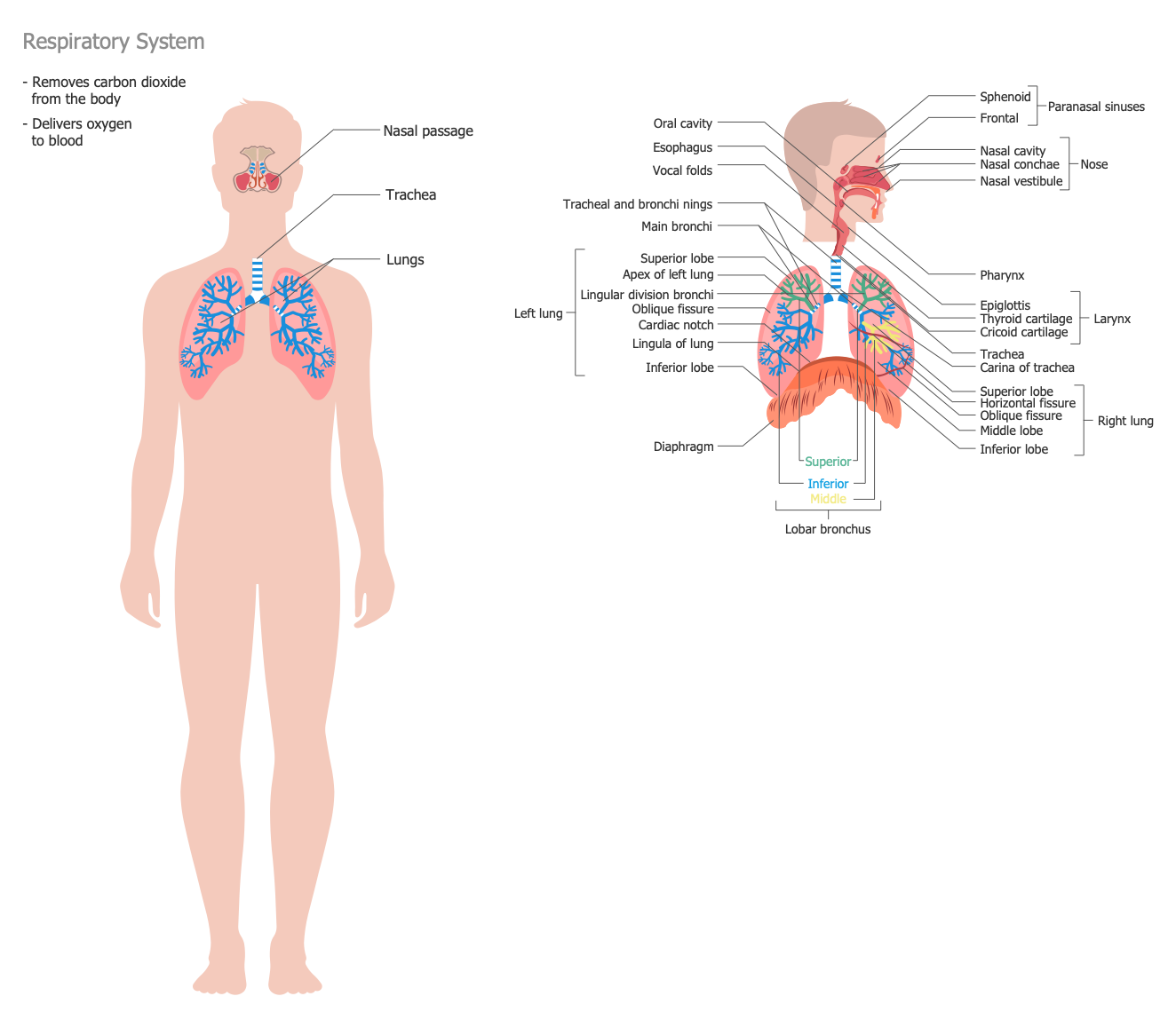 Human Anatomy — Respiratory System