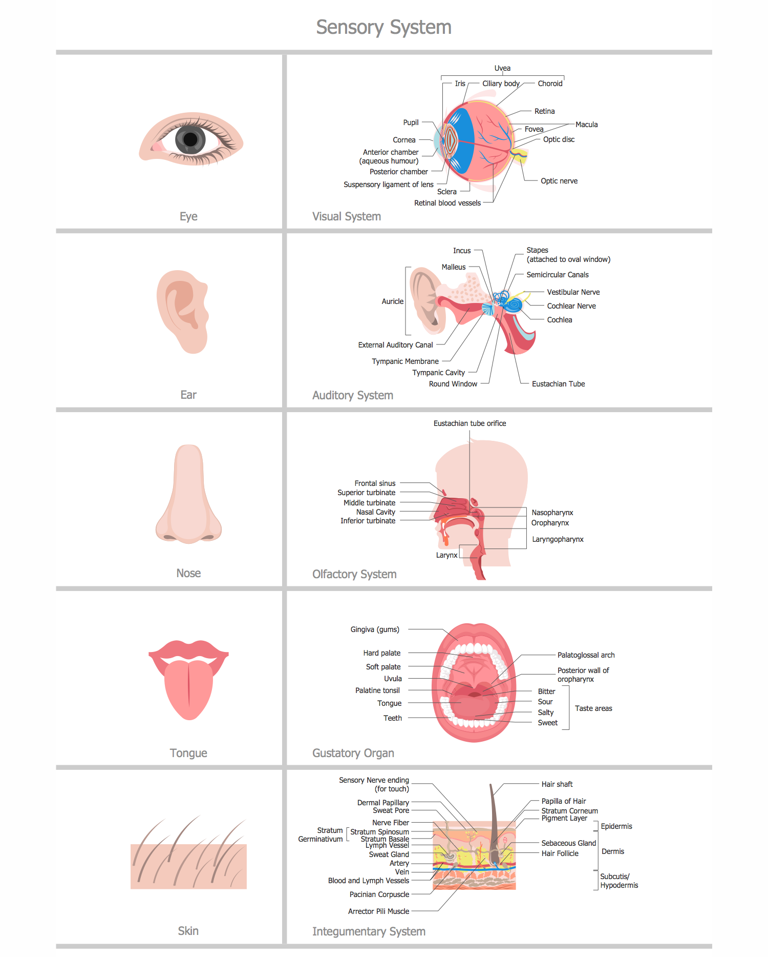 Human Anatomy Solution | ConceptDraw.com