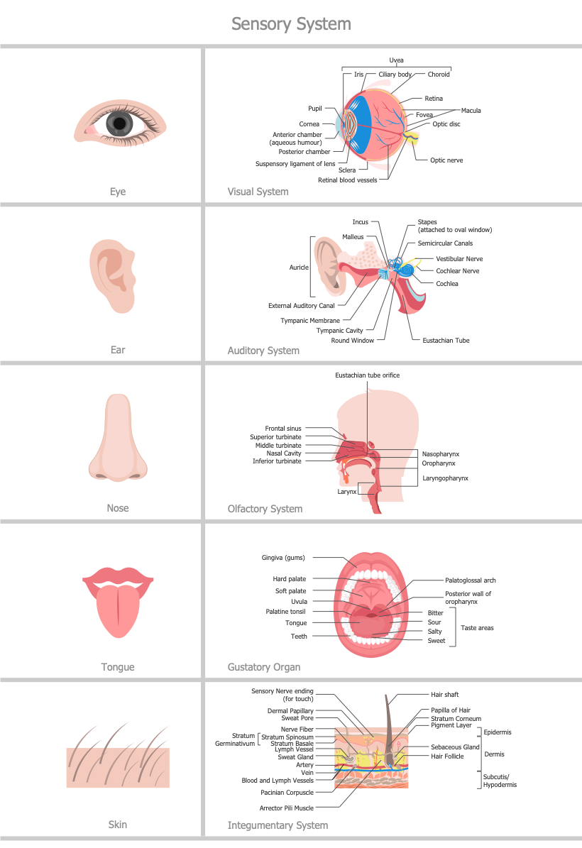 Human Anatomy — Sensory System
