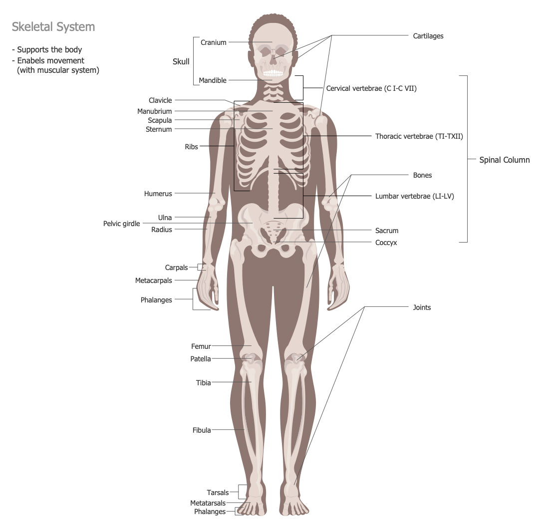 Human Anatomy — Skeletal System